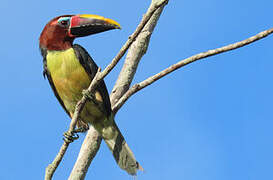 Green Aracari