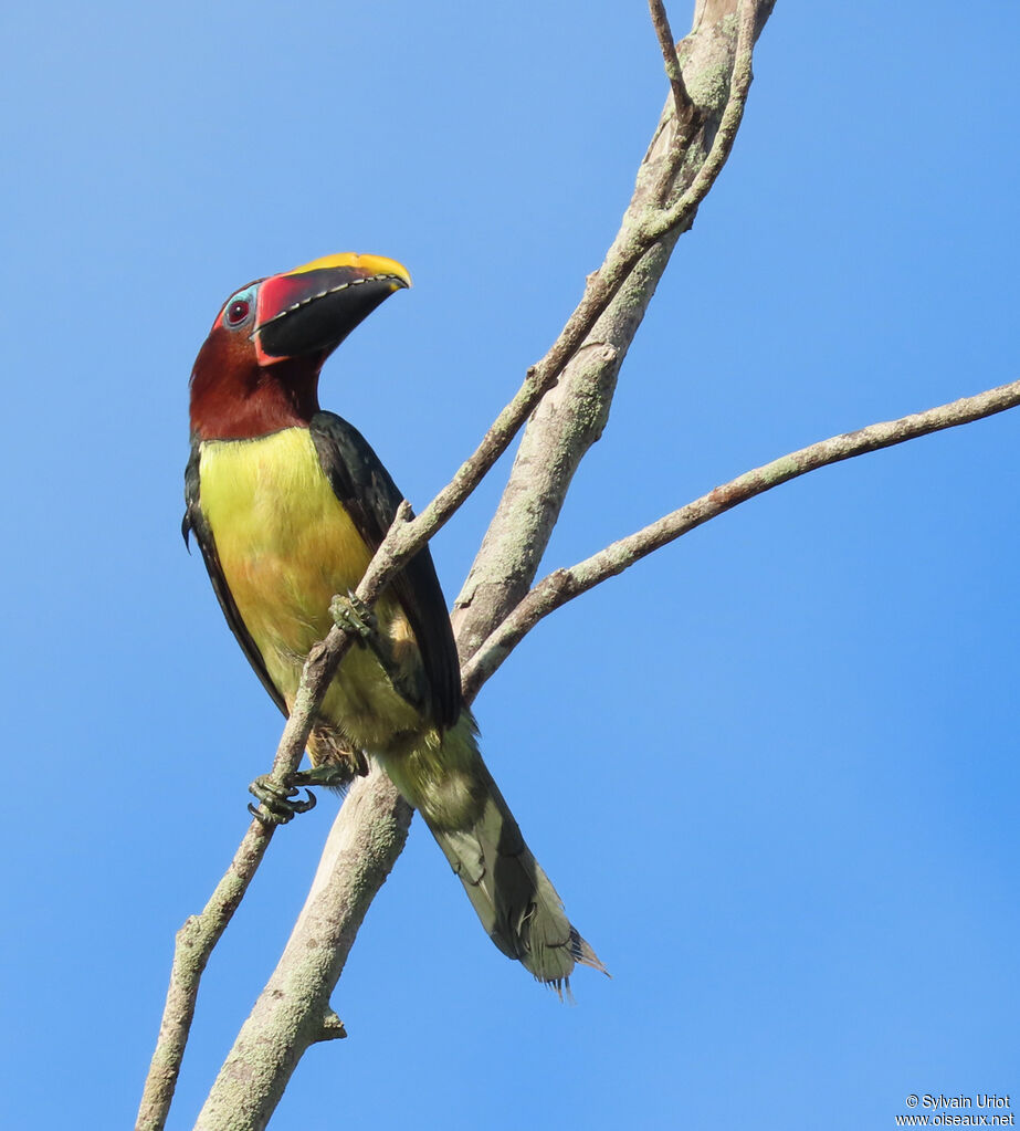 Green Aracari female adult