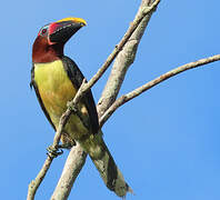 Green Aracari