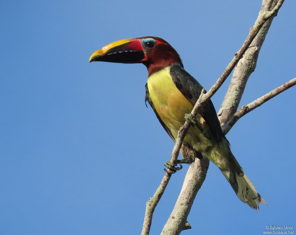 Green Aracari female adult