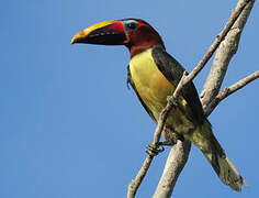 Green Aracari