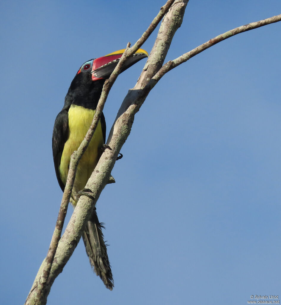 Green Aracari male adult