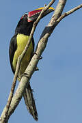 Green Aracari