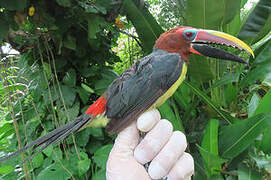 Green Aracari