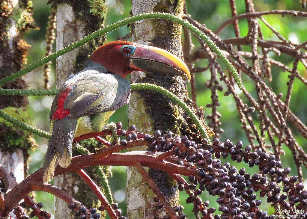 Green Aracari female adult