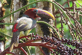 Green Aracari