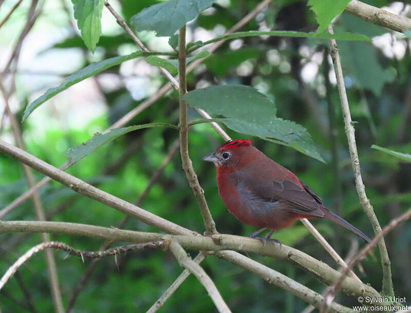 Red Pileated Finch male adult