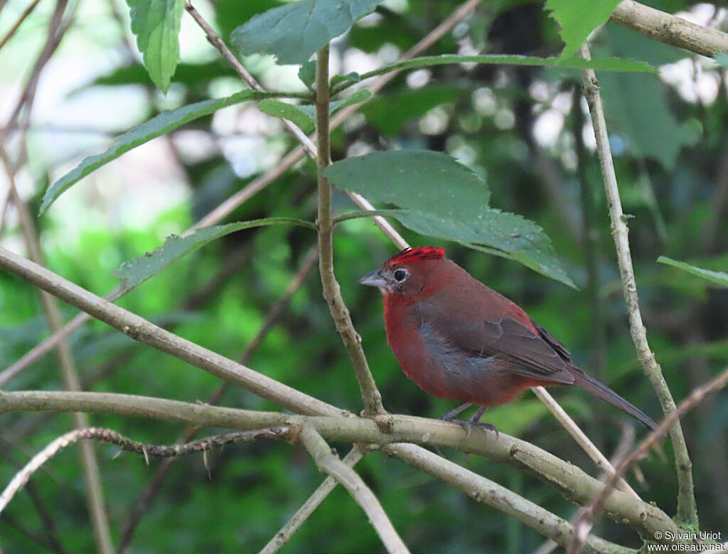 Red Pileated Finch male adult