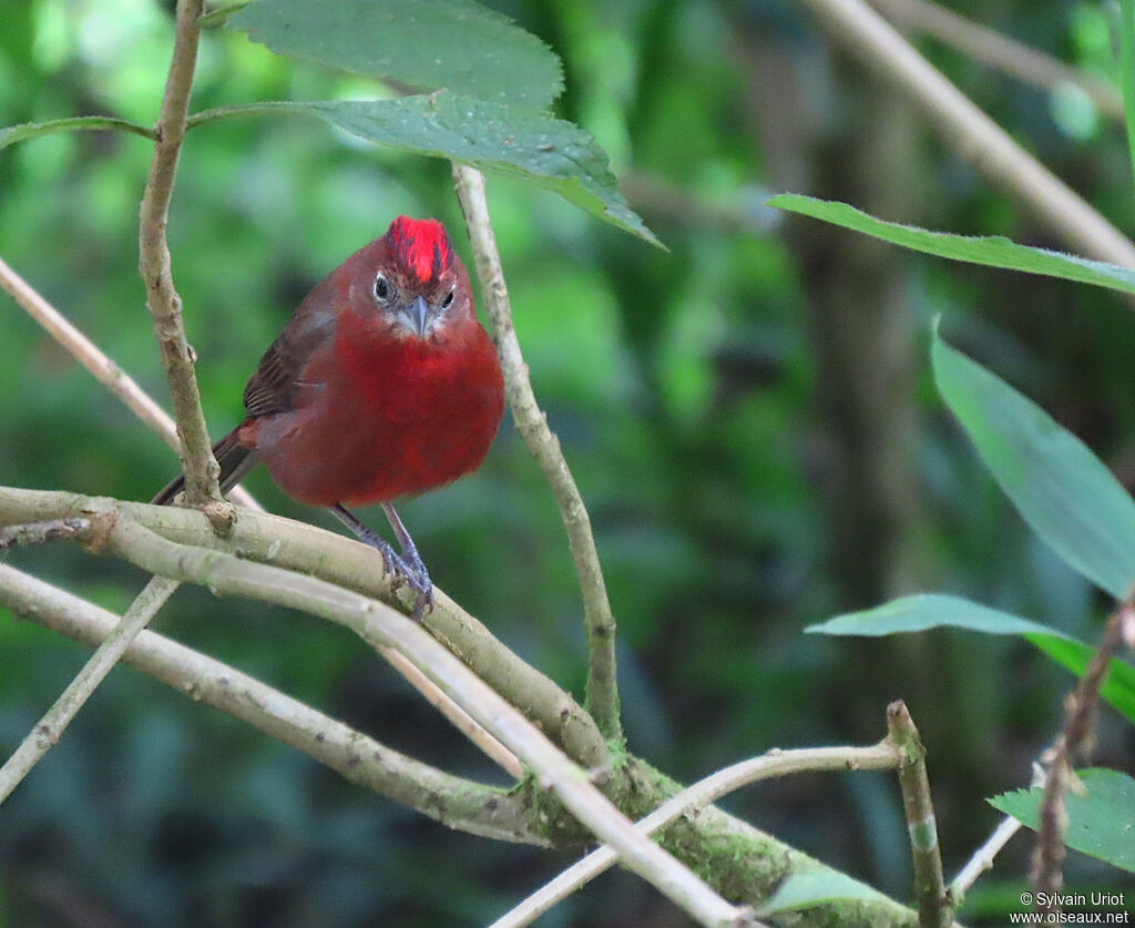 Red Pileated Finch male adult