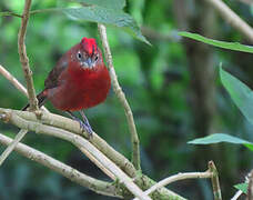 Red Pileated Finch