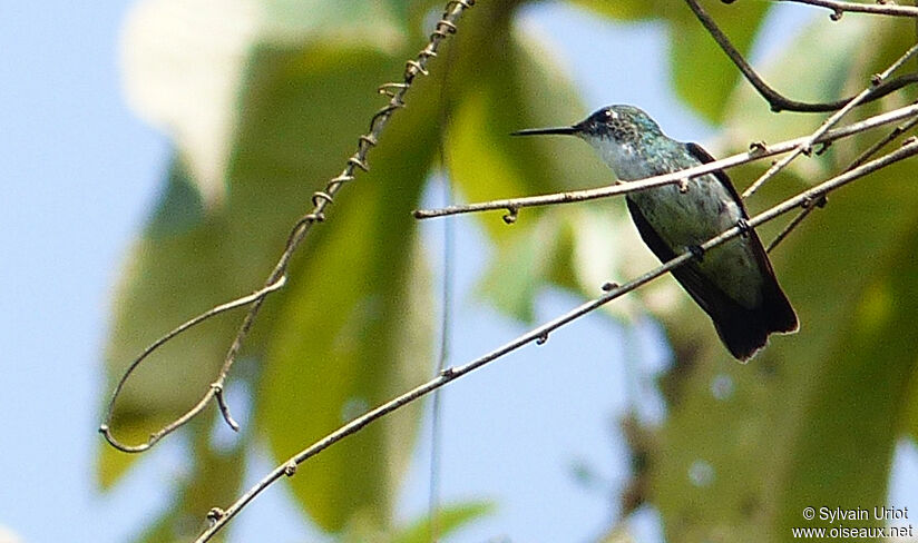 White-chested Emerald