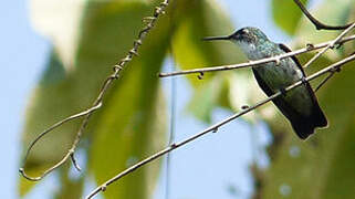 White-chested Emerald