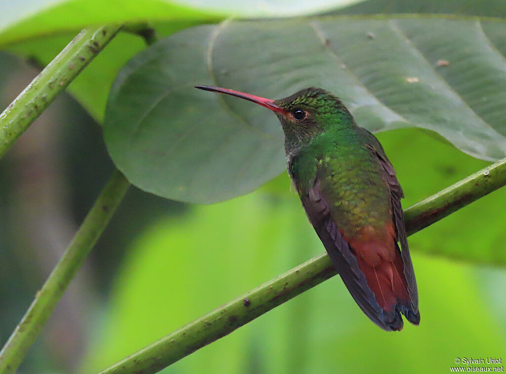 Rufous-tailed Hummingbird