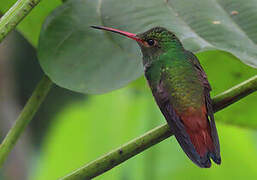 Rufous-tailed Hummingbird