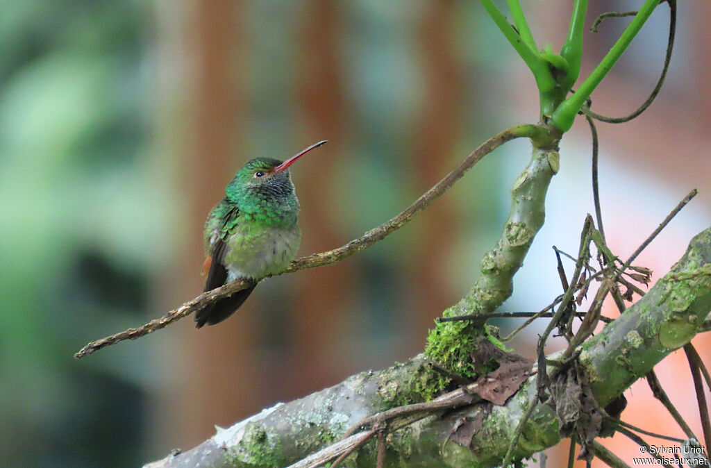 Rufous-tailed Hummingbirdadult