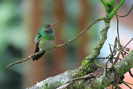 Rufous-tailed Hummingbird