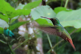 Rufous-tailed Hummingbird