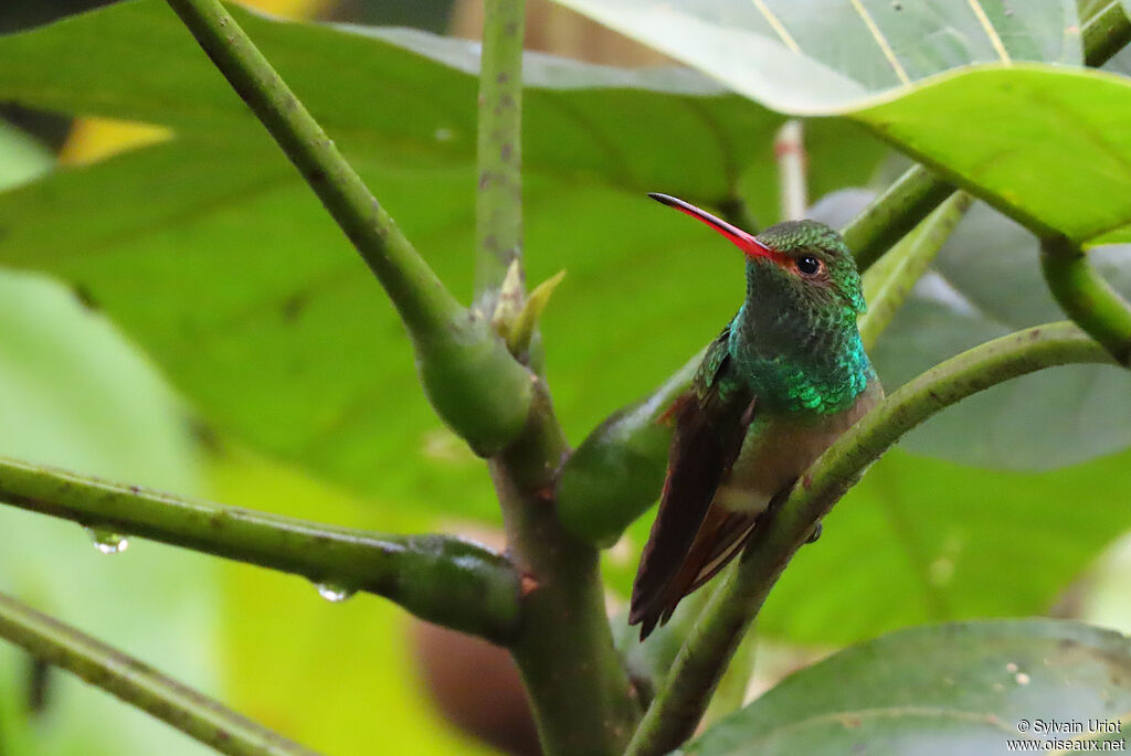 Rufous-tailed Hummingbirdadult