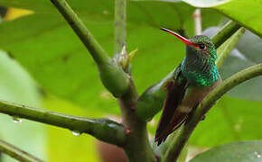 Rufous-tailed Hummingbird