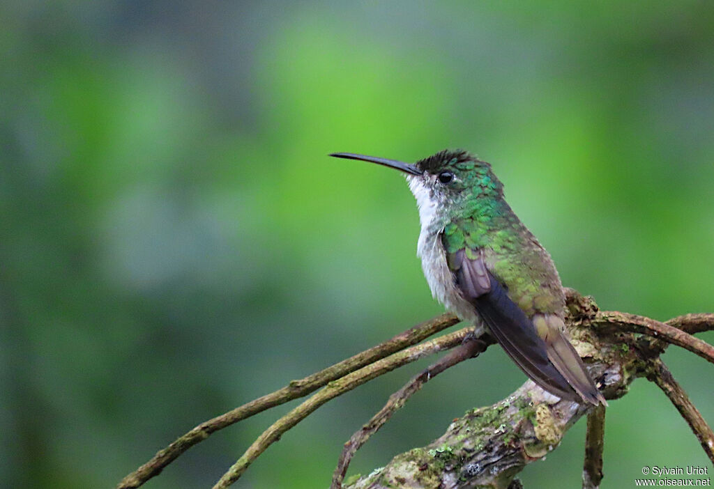 Andean Emerald