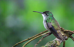 Andean Emerald