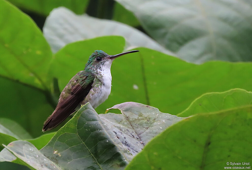 Andean Emerald