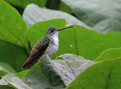 Andean Emerald