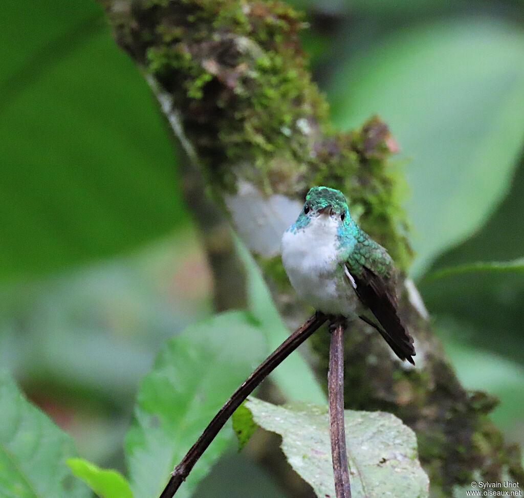 Andean Emerald