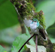 Andean Emerald