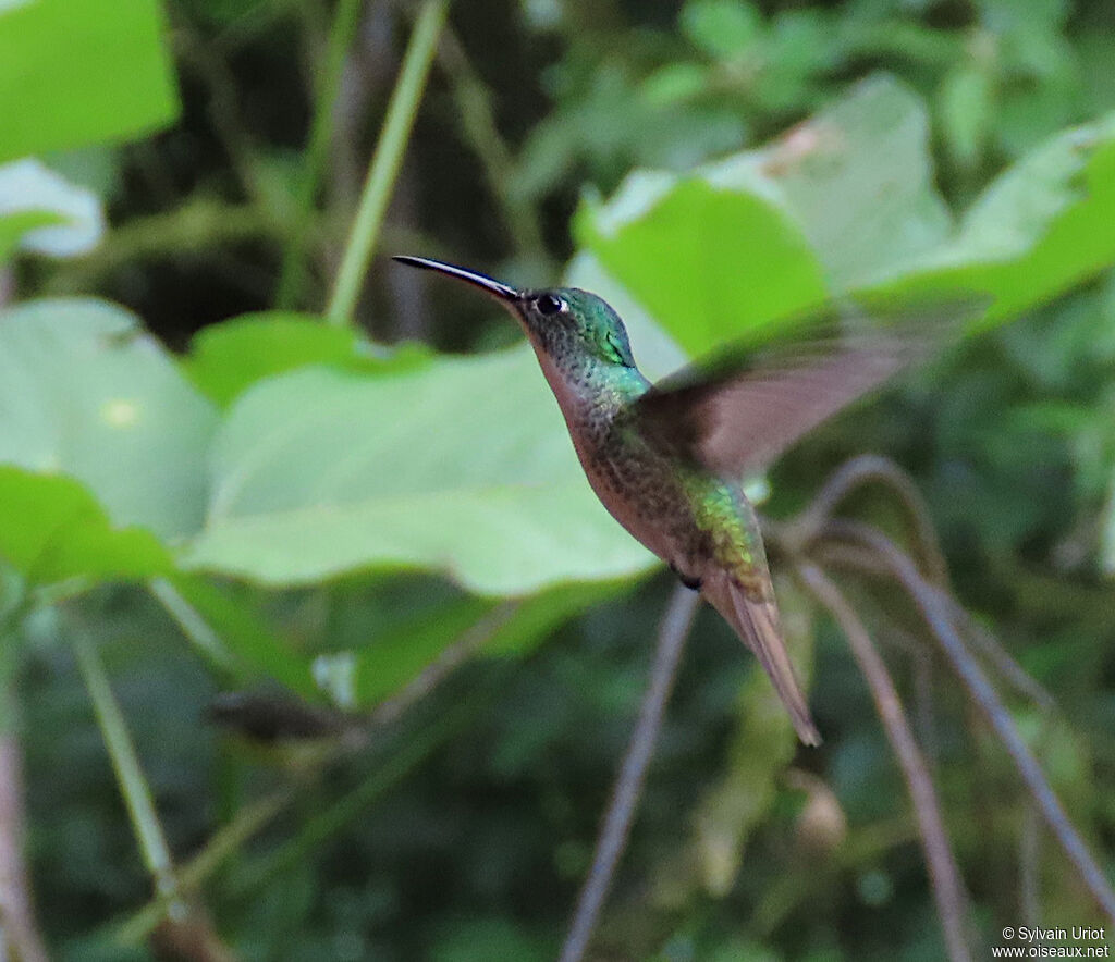 Andean Emerald