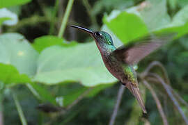 Andean Emerald