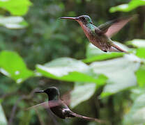 Andean Emerald