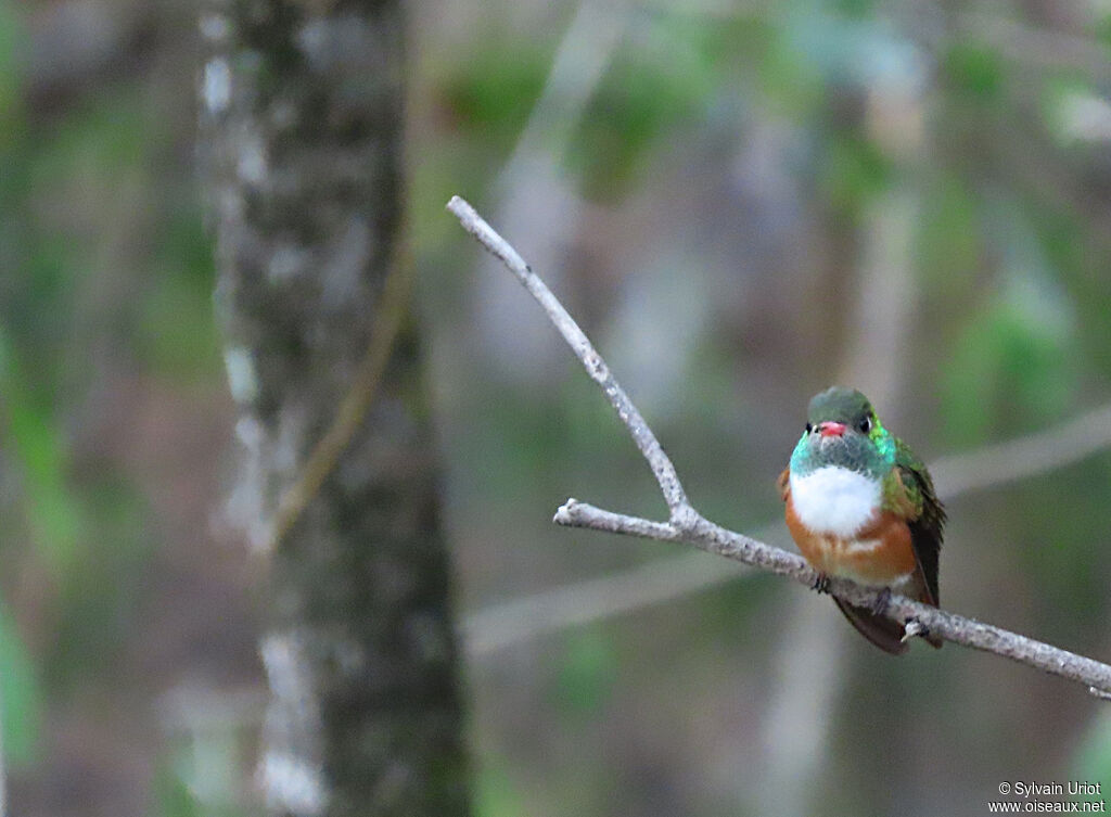 Amazilia Hummingbird