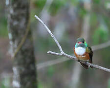 Amazilia Hummingbird