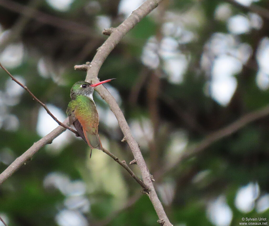 Amazilia Hummingbird