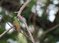 Amazilia Hummingbird