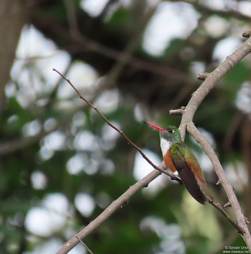 Amazilia Hummingbird