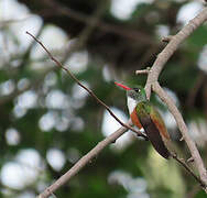 Amazilia Hummingbird