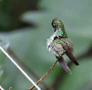 Glittering-throated Emerald