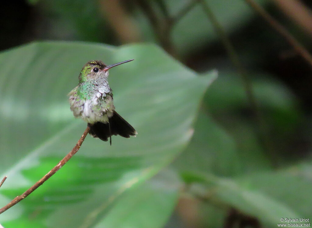 Glittering-throated Emeraldadult