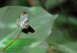 Glittering-throated Emerald