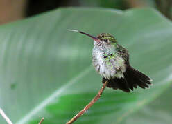 Glittering-throated Emerald