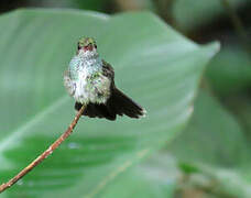 Glittering-throated Emerald