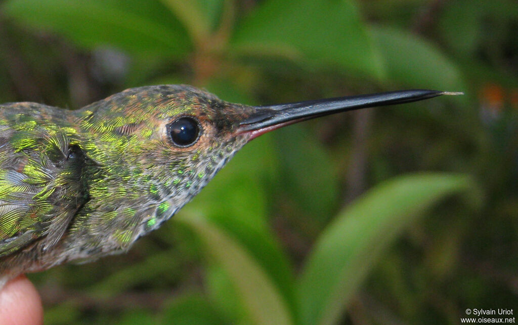 Glittering-throated Emeraldimmature