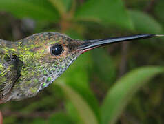 Glittering-throated Emerald