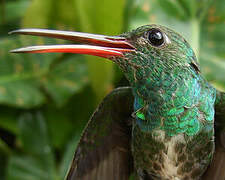 Glittering-throated Emerald