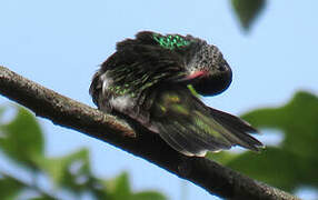 Glittering-throated Emerald