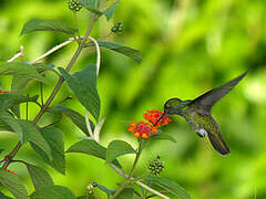 Glittering-throated Emerald