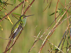 Glittering-throated Emerald