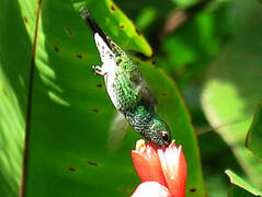 Glittering-throated Emerald